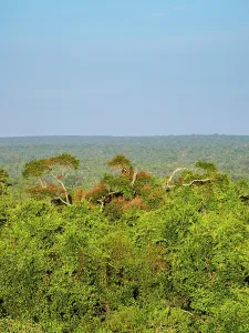 Ecosystems Prints: Elevated view of lush rainforest in Peten Department with distant horizon near Tikal in Guatemala