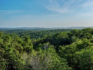 Trekking Prints: Elevated view of rainforest near Tikal showing dense foliage in Peten Department