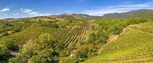 Elevated view of vineyards near Borello, Emilia Romagna, Italy, Europe