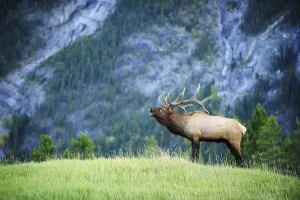Male Animal Prints: Elk (Cervus canadensis) bugling in the rut, Banff National Park, Alberta Province, Canada