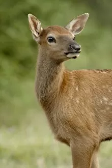 Elk (Cervus canadensis) calf, Jasper National Park, Alberta, Canada, North America