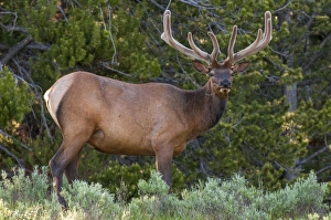 Antler Prints: Elk (Cervus canadensis) near Lake Village, Yellowstone National Park, Wyoming, United