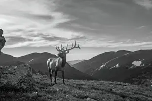 Rocky Mountains Prints: Elk (Cervus canadensis) in Rocky Mountain National Park