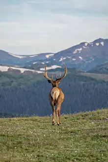Rocky Mountains Prints: Elk (Cervus canadensis) in Rocky Mountain National Park