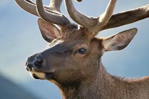 Rocky Mountains Prints: Elk (Cervus canadensis) in Rocky Mountain National Park