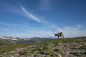 Rocky Mountains Prints: Elk (Cervus canadensis) in Rocky Mountain National Park