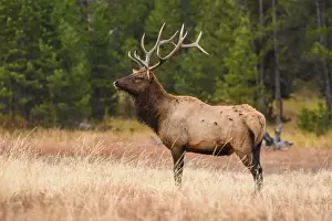 Antler Prints: Elk (Cervus canadensis), Yellowstone National Park, UNESCO World Heritage Site, Wyoming