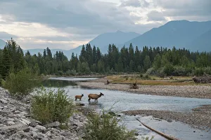 Elk crossing the Bow River, Canadian Rockies, Alberta, Canada, North America