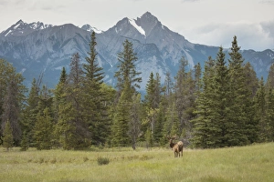Rocky Mountains Prints: Elk with Rocky Mountains in the background