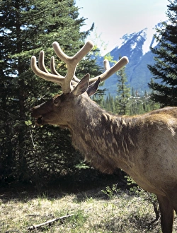 Cervus Elaphus Prints: Elk or wapiti (Cervus elaphus), Bow Valley Parkway, Banff National Park