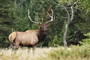 Images Dated 30th September 2009: Elk (wapiti), Jasper National Park, Alberta, Canada, North America