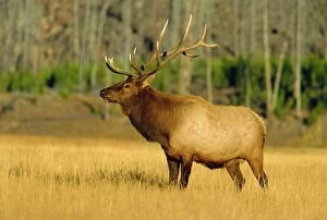 Images Dated 26th January 2009: Elk, Yellowstone National Park