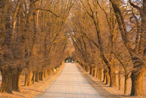 Arching Prints: Elm tree alley, Wahgunyah, Victoria, Australia, Pacific