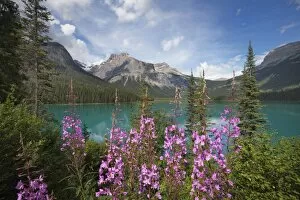Images Dated 11th August 2011: Emerald Lake, Yoho National Park, UNESCO World Heritage Site, British Columbia