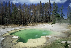 Steaming Prints: Emerald Spring