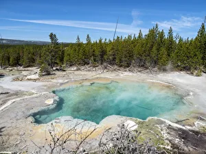 Pine Tree Prints: Emerald Spring in the Norris Geyser Basin, Yellowstone National Park