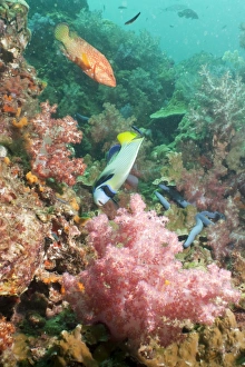 Fishes Prints: Emperor Angelfish (Pomacanthus imperator)