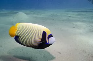 Images Dated 20th April 2011: Emperor angelfish (Pomacanthus imperator) close to sandy seabed, Naama Bay, Sharm el-Sheikh