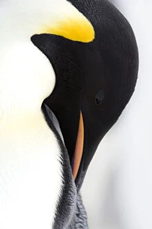 Animals: Emperor Penguin
