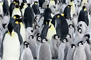 Crowded Prints: Emperor penguin (Aptenodytes forsteri), chicks in colony, Snow Hill Island