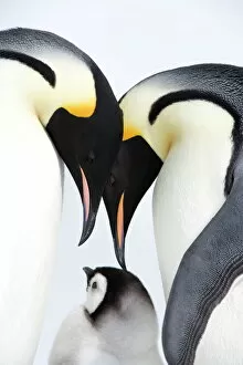 Protection Gallery: Emperor penguin (Aptenodytes forsteri), chick and adults, Snow Hill Island