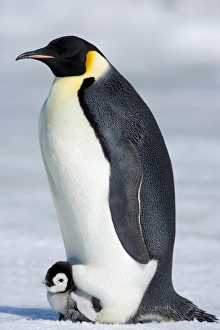 Emperor penguin (Aptenodytes forsteri), chick and adult, Snow Hill Island