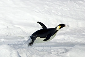 Emperor penguin (Aptenodytes forsteri), Snow Hill Island, Weddell Sea, Antarctica