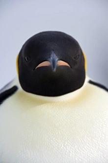 Emperor penguin (Aptenodytes forsteri), Snow Hill Island, Weddell Sea, Antarctica