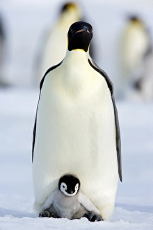 Emperor penguin (Aptenodytes forsteri) and chick, Snow Hill Island, Weddell Sea