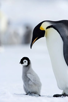 Emperor penguin (Aptenodytes forsteri) and chick, Snow Hill Island, Weddell Sea