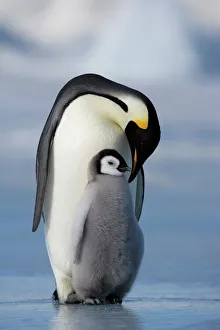 Emperor penguin (Aptenodytes forsteri) and chick, Snow Hill Island, Weddell Sea