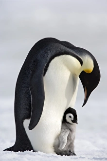 Emperor penguin (Aptenodytes forsteri) and chick, Snow Hill Island, Weddell Sea