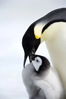 Emperor penguin (Aptenodytes forsteri) and chick, Snow Hill Island, Weddell Sea