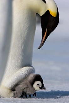 Emperor penguin (Aptenodytes forsteri) and chick, Snow Hill Island, Weddell Sea