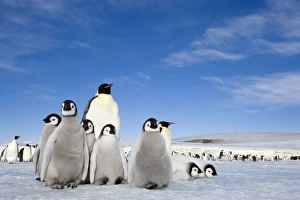 Emperor Prints: Emperor penguin (Aptenodytes forsteri) and chicks, Snow Hill Island, Weddell Sea