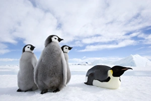 Emperor penguin (Aptenodytes forsteri) and chicks, Snow Hill Island, Weddell Sea