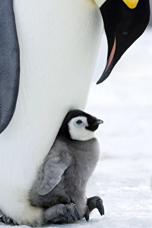 Love Prints: Emperor penguin chick and adult (Aptenodytes forsteri), Snow Hill Island