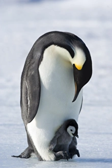 Emperor penguin chick and adult (Aptenodytes forsteri), Snow Hill Island