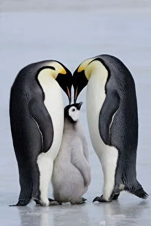 Protection Gallery: Emperor penguin chick and adulta (Aptenodytes forsteri), Snow Hill Island