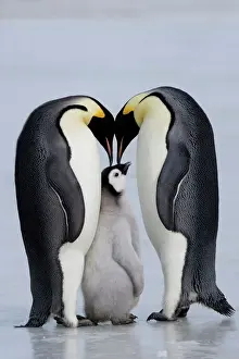 Togetherness Prints: Emperor penguin chick and adulta (Aptenodytes forsteri), Snow Hill Island