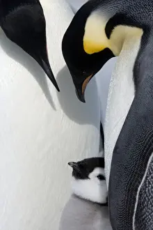 Togetherness Prints: Emperor penguin chick and adults (Aptenodytes forsteri), Snow Hill Island