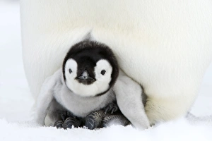 Friendship Prints: Emperor penguin chick (Aptenodytes forsteri), Snow Hill Island, Weddell Sea