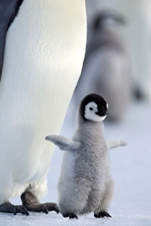 Emperor penguin chick (Aptenodytes forsteri), Snow Hill Island, Weddell Sea