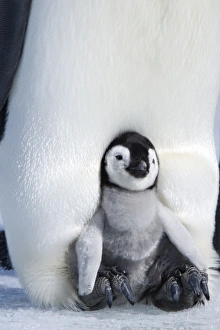 Emperor penguin chick (Aptenodytes forsteri), Snow Hill Island, Weddell Sea