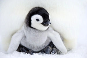 Emperor penguin chick (Aptenodytes forsteri), Snow Hill Island, Weddell Sea