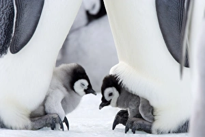 Emperor penguin chicks (Aptenodytes forsteri), Snow Hill Island, Weddell Sea