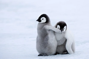 Emperor penguin chicks (Aptenodytes forsteri), Snow Hill Island, Weddell Sea