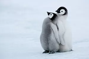 Togetherness Gallery: Emperor penguin chicks (Aptenodytes forsteri), Snow Hill Island, Weddell Sea