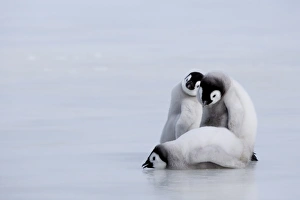 Emperor penguin chicks (Aptenodytes forsteri), Snow Hill Island, Weddell Sea