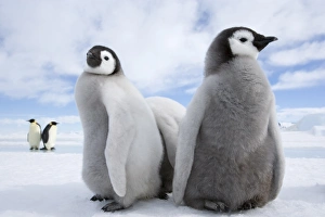Emperor penguin chicks (Aptenodytes forsteri), Snow Hill Island, Weddell Sea